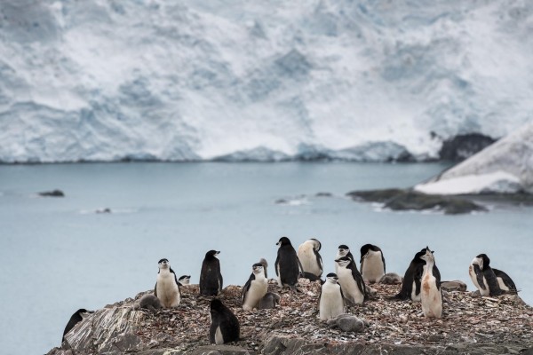 La poblaci&oacute;n de ping&uuml;inos barbijo en la Ant&aacute;rtida cae hasta un 77%