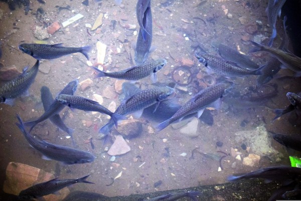 Los recursos económicos provenientes permitirán financiar proyectos que promuevan la pesca sostenible y la acuicultura.