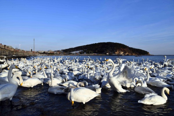 Una reserva natural para los cisnes cantores