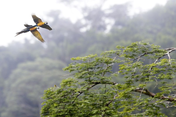 Nidos artificiales para salvar al guacamayo verde en los bosques de Panamá
