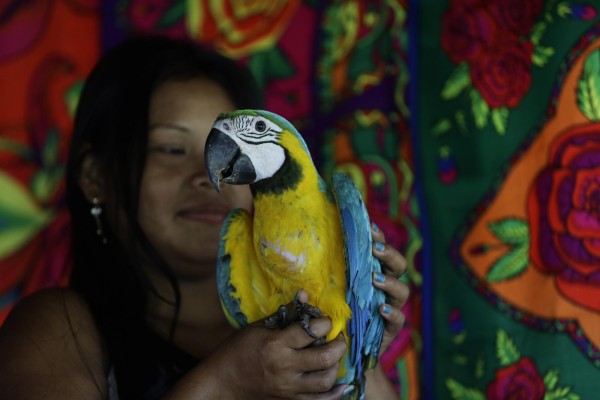 Nidos artificiales para salvar al guacamayo verde en los bosques de Panamá