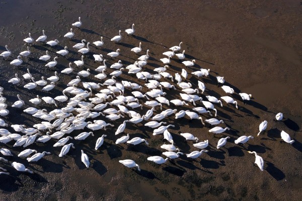 Una reserva natural para los cisnes cantores