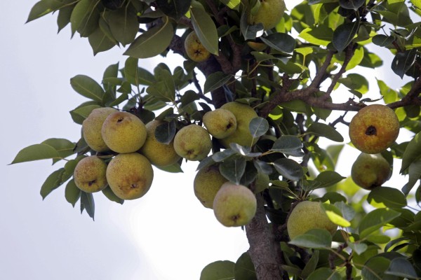 Fotografía de archivo de un árbol de pera lechera en el municipio de San Andrés Calpan, Puebla (México).