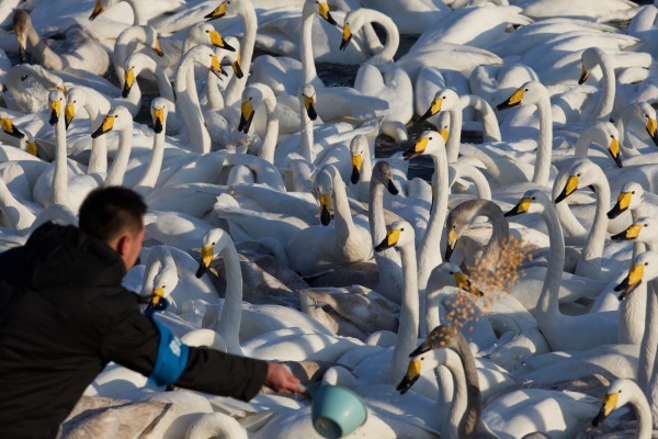 Una reserva natural para los cisnes cantores