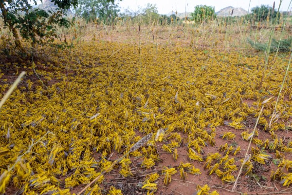 Plaga de langostas en &Aacute;frica por el Cambio Clim&aacute;tico