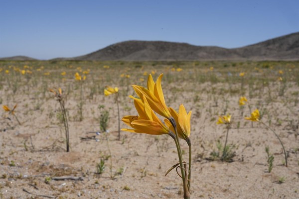 El desierto de Atacama vuelve a florecer en el norte de Chile
