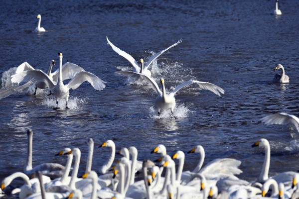 Una reserva natural para los cisnes cantores