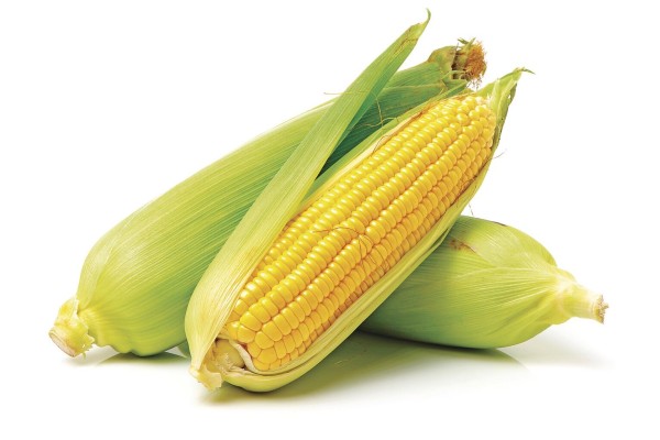 El maíz, un antiguo conocido