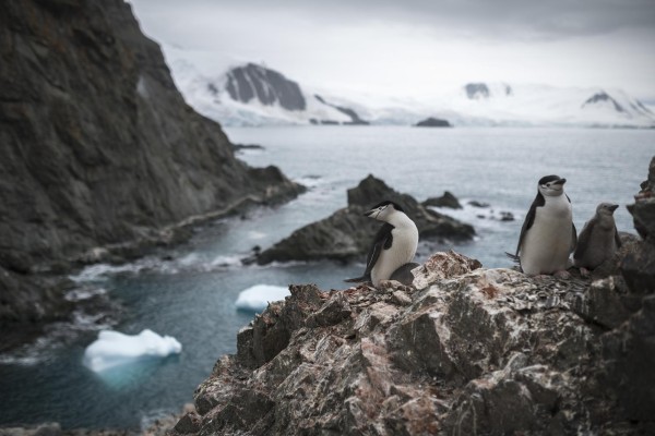 La poblaci&oacute;n de ping&uuml;inos barbijo en la Ant&aacute;rtida cae hasta un 77%
