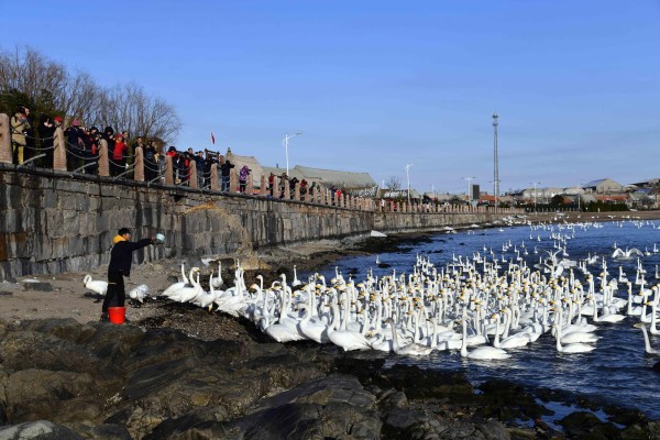 Una reserva natural para los cisnes cantores