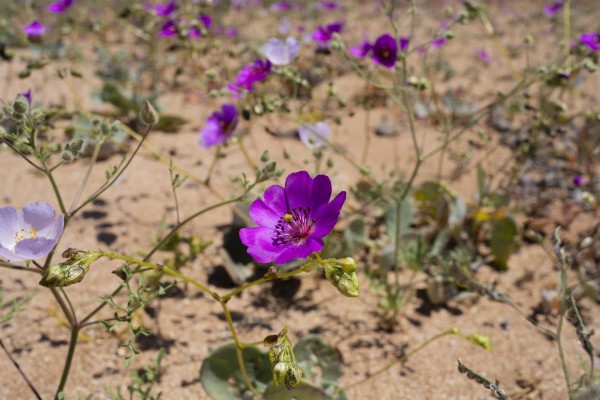 El desierto de Atacama vuelve a florecer en el norte de Chile