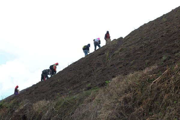 Agricultores cosechan papas el 9 de noviembre de 2020, en el distrito de Tierras Altas, en Chiriquí