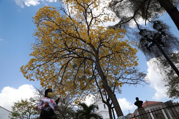 Los Guayacanes embellecen las calles de Panamá
