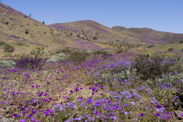 El desierto de Atacama vuelve a florecer en el norte de Chile