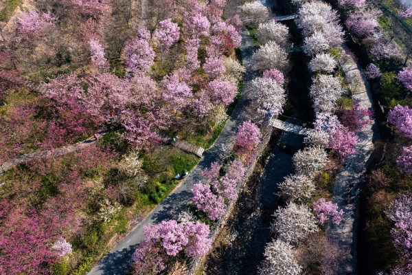 Tokio registra el sakura o cerezos en flor más tempranos desde 1953