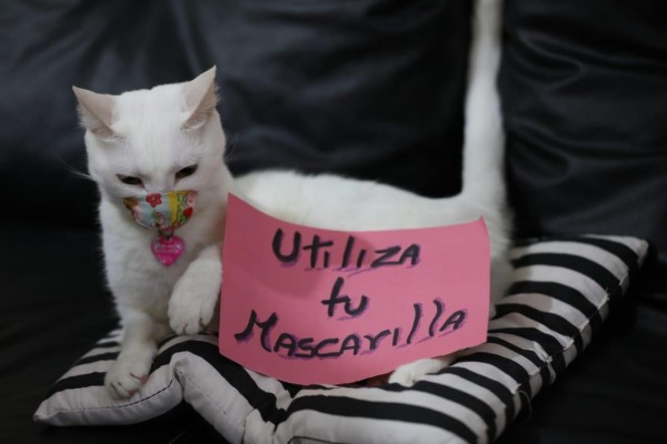 Usa mascarilla, 'piden' los gatos en su día