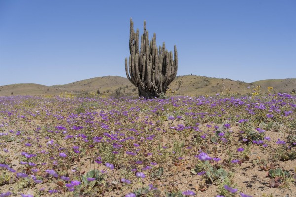 El desierto de Atacama vuelve a florecer en el norte de Chile