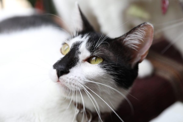 Usa mascarilla, 'piden' los gatos en su día