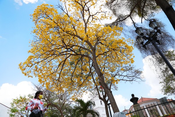 Los Guayacanes embellecen las calles de Panamá