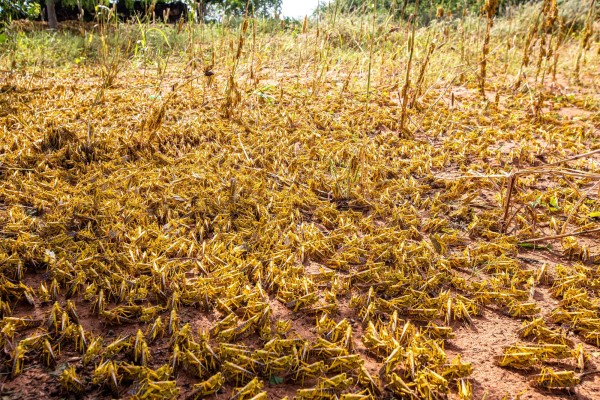 Plaga de langostas en &Aacute;frica por el Cambio Clim&aacute;tico