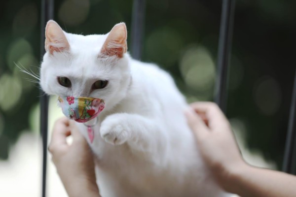 Usa mascarilla, 'piden' los gatos en su día