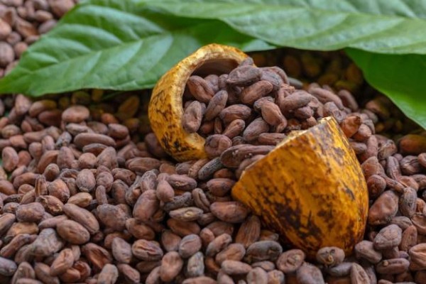 El  cacao panameño  es considerado  uno de los mejores del mundo,