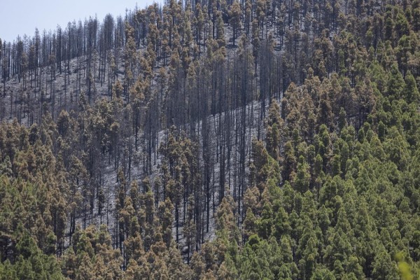 Zona de El Cortijo de las Huertas, en Tejeda (Gran Canaria), donde ayer martes un incendio forestal quemó unas 300 hectáreas.
