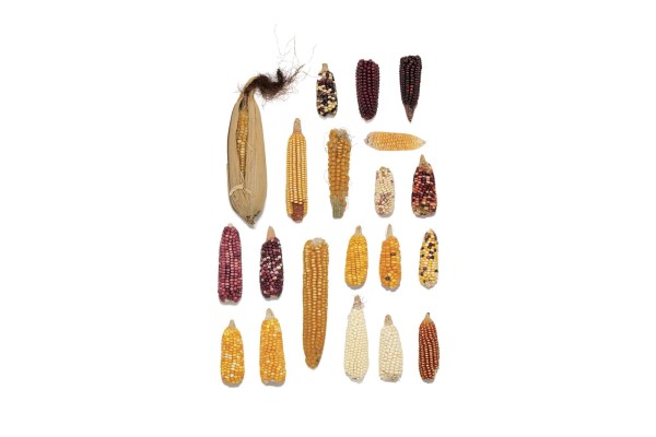 Variedades de maíz encontradas en Guna Yala.