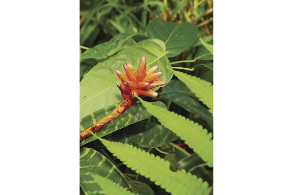 En el área turística abunda la belleza natural.