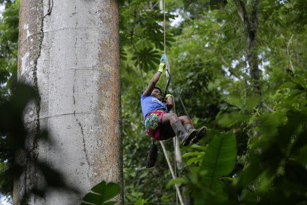 Nidos artificiales para salvar al guacamayo verde en los bosques de Panamá