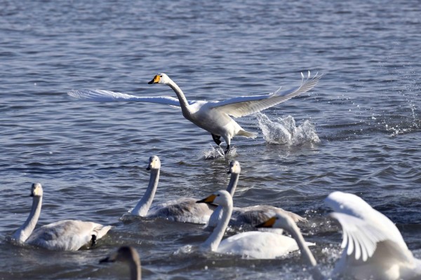 Una reserva natural para los cisnes cantores
