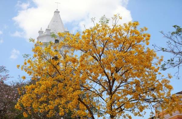 Los Guayacanes embellecen las calles de Panamá