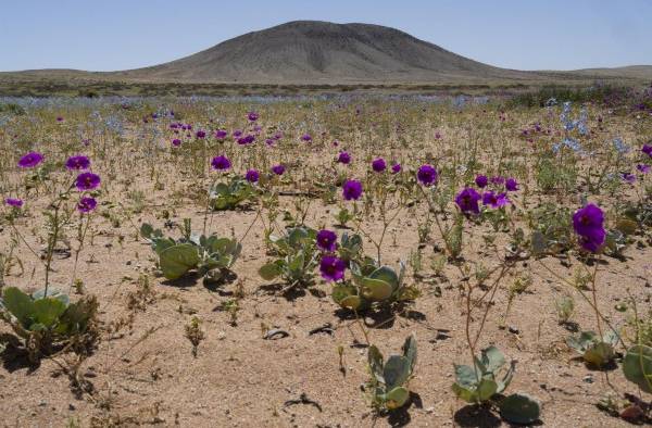 El desierto de Atacama vuelve a florecer en el norte de Chile