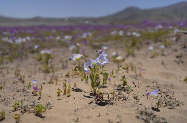 El desierto de Atacama vuelve a florecer en el norte de Chile