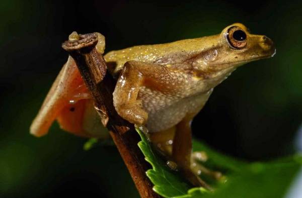 Unesco llama a proteger la rica biodiversidad de Centroamérica