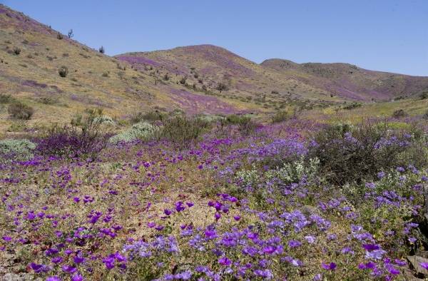 El desierto de Atacama vuelve a florecer en el norte de Chile