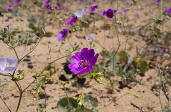 El desierto de Atacama vuelve a florecer en el norte de Chile