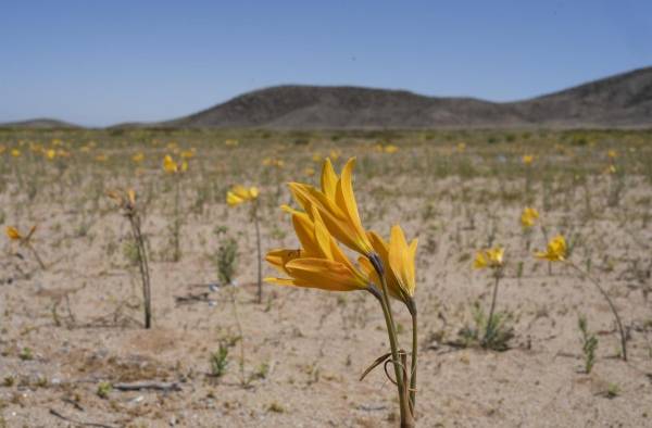 El desierto de Atacama vuelve a florecer en el norte de Chile