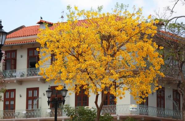 Los Guayacanes embellecen las calles de Panamá