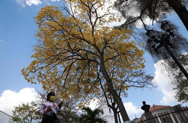 Los Guayacanes embellecen las calles de Panamá