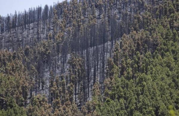 Zona de El Cortijo de las Huertas, en Tejeda (Gran Canaria), donde ayer martes un incendio forestal quemó unas 300 hectáreas.