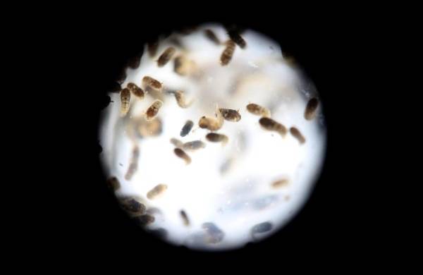 Un grupo de pupas del mosquito de la variedad Aedes aegytpi, el cual transmite el virus del zika, dengue y chikungunya, en una fotografía de archivo.