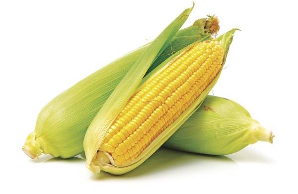 El maíz, un antiguo conocido