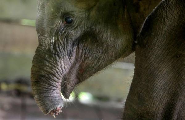 Imagen del elefante al que los cazadores furtivos han cortado la trompa y que se recuperaba en el Centro de rehabilitación de elefantes de Saree.