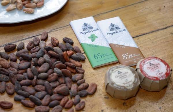 El cacao panameño sigue demostrando su calidad a nivel internacional.