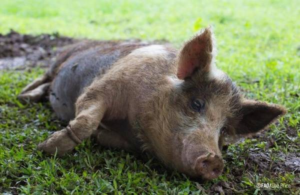 La enfermedad de la peste porcina africana perjudica la seguridad alimentaria, los medios de subsistencia que dependen de la cadena de valor de la porcicultura y la biodiversidad.