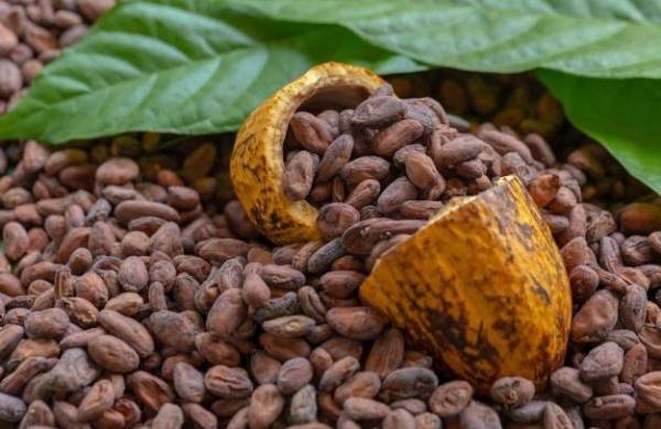 El  cacao panameño  es considerado  uno de los mejores del mundo,