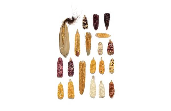 Variedades de maíz encontradas en Guna Yala.