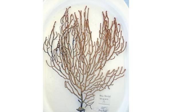 La composición de las escleritas de este coral blanco y en forma de abanico es característica de esta especie y la diferencia de otras del mismo género.