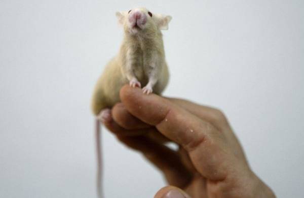 Imagen ilustrativa de una rata de laboratorio.